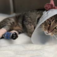 Cat Hit By A Car Needs Surgery For Chance To Walk Again Without Pain