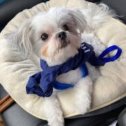 Couple Goes to Shelter Looking for a Beagle, Comes Home with a Blind Maltipoo