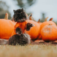 Decorating for Fall? Beware of Hidden Hazards That Could Harm Pets