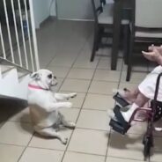 Dog Can’t Help But Wiggle Her Butt to Grandma’s Catchy Spanish Song