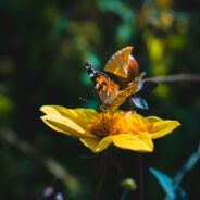 Dwindling Pollinator Populations Threaten Coffee and Cocoa Production