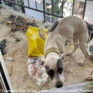 Emaciated Dog Left On Apartment Balcony For Three Weeks Without Food Rescued By Houston Officials