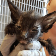 Emaciated Kittens Found In Locked Crates In Extreme Texas Heat Need Your Help