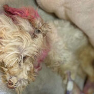 Emaciated Poodle With Acid Burns Found Unresponsive In Field Has Long Road To Recovery