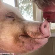 Esther the Wonder Pig Passes Away At Age 11