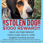 Family Offers $1,000 Reward After Hunting Dog Stolen By 3 Mystery Women