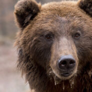 Fat Bear Week: Celebrating the Champions of Katmai National Park