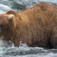 Fat Bear Week Winner Crowned, She’s a Protective Mama Who Enjoys Midnight Snacks