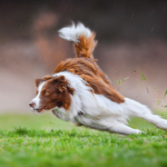 How to Keep Your Working Dog Happy and Healthy