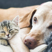 How to Support Your Dog or Cat’s Gut Health