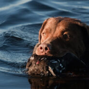 Hunter Left Helpless While Dog Attacked by Shark During Duck Hunt