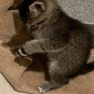 Kitten Watches All His Siblings Get Adopted, While He Waits Patiently for His Forever Family