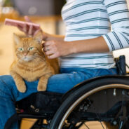 Learn strategies for challenging ableism in companion animal welfare