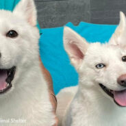 Malnourished Husky Puppies Thrown Over Fence At Michigan Shelter Adopted Together