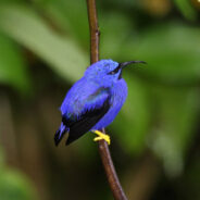 Millions of Mosquitoes May Be The Only Hope To Save Hawaii’s Honeycreepers