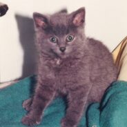 ‘Most Adorable Kitten’ Turns Into Hefty 20-Pounder, Spends Life Helping Human with Depression