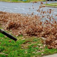 Most People Know Fallen Leaves Help Animals, But They’re Still Clearing Them Out, Study Finds