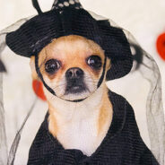 Most Popular Halloween Pet Costumes For 2023