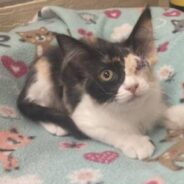 One-Eyed Calico Kitten Was Rescued From a Feral Colony and is Ready for a Warm, Loving Home