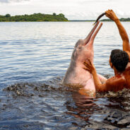 Over 100 Amazonian River Dolphins Perish Amid Severe Drought