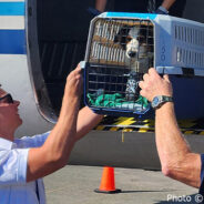 Over 50 Shelter Dogs & Cats Get Second Chance To Find Forever Homes On Flight To Freedom