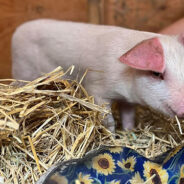 Piglet Who Fell Off Transport Truck Will Live The Rest Of Her Life At Sanctuary In Upstate, New York