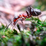 Plastic Pollution Found in Ants Reveals Hidden Threat to Important Insects