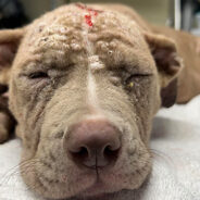 Puppy Suffering From Severe Mange and Deep Lacerations to Head & Neck Abandoned At Vet Clinic