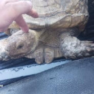 Runaway Pet Tortoise Reunited with Owners After 3 Long Years