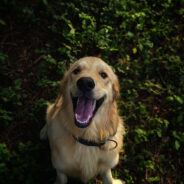 Scientists Discover Gene That Extends Golden Retrievers’ Lives And Could Help Humans