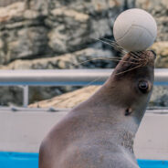 Sea Lion Sally Breaks Out Of Her Enclosure And Goes On An Urban Adventure