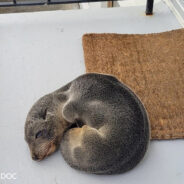 Seal Pup Curls Up For Nap On Porch Of New Zealand Home