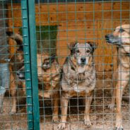 ‘Serious Danger’ at Breeding Facility As 120+ Cats and 6 Dogs Rescued