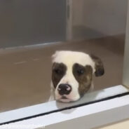 Shelter Dog Who Spent His Days Staring Out Window Finally Finds Loving Home