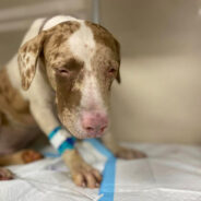 Special Needs Puppy Who Developed Pneumonia In NY Shelter Rescued Just In Time