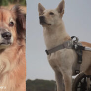 Subaru Helps Special Needs and Senior Dogs Find Homes With National Make a Dog’s Day