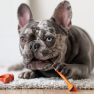 The Step-by-Step Guide to Brushing Your Dog’s Teeth