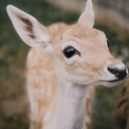 The Troubling Case of a “PET” Deer: Dangers of Keeping Wild Animals as Pets