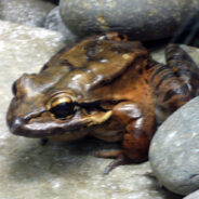 The Vanishing Mountain Chicken Frog May Be The Fastest Case Of Extinction Ever Recorded