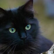 They’ll Help Bring You Suitors, And Other Fun Facts About Black Cats