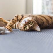 This National Fetch Day, Why Not Fetch with… Your Cat? Learn Some Feline Fetch Tips