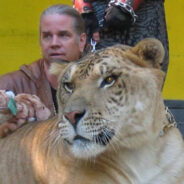 Tiger King’s Doc Antle Banned from Dealing Exotic Animals in Virginia