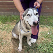 Urgent Plea To Help Injured Husky At Risk Of Euthanasia Answered By Houston Animal Shelter