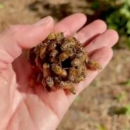 When Bees Murder Their Queen: Learn More About Queen Balling