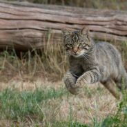 Wildcats Released Into Scottish Highlands in Ongoing Effort to Save Species From Extinction