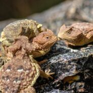 You’ve Helped Us Study a Unique Ecosystem in Mexico, Laying the Groundwork for Conservation