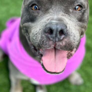 10 Senior Pit Bulls That Need A Home Now