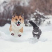 5 Essential Tips to Protect Your Dog or Cat from Harsh Winter Chemicals