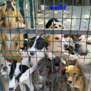 600 Sick and Emaciated Dogs In Greece Need Your Support To Survive