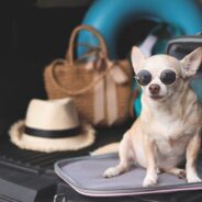 8 Ways to Prepare to Travel with Your Dog Long-Term